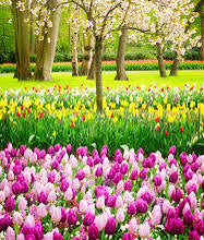 Spring Collection